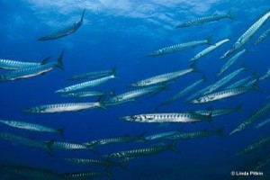 Barracuda Majorque 2014